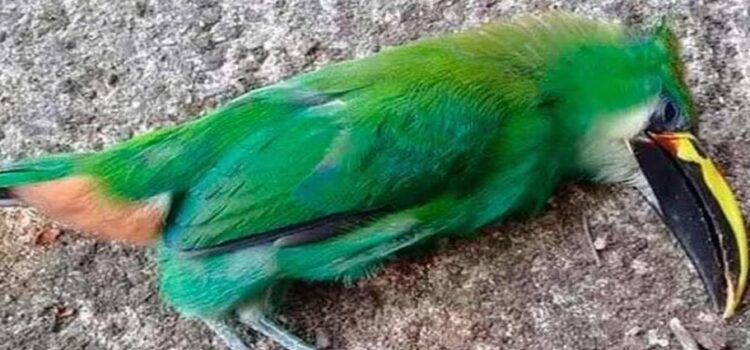 Las aves caen muertas a causa del calor en la Huasteca Potosina y en Tamaulipas