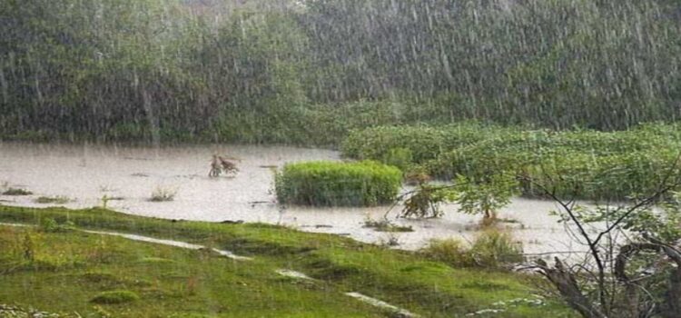 Los aguaceros provocan surgimiento de fauna