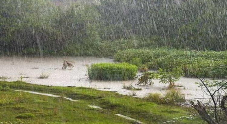 Los aguaceros provocan surgimiento de fauna