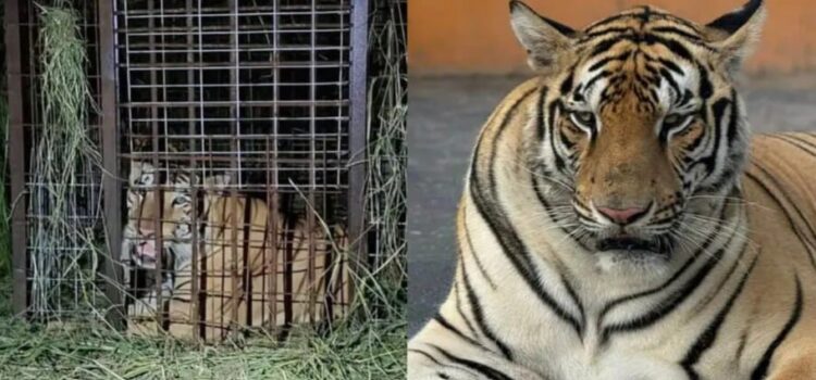 Después de 5 días por fin capturan un tigre siberiano que se escapó de un zoológico en Reynosa