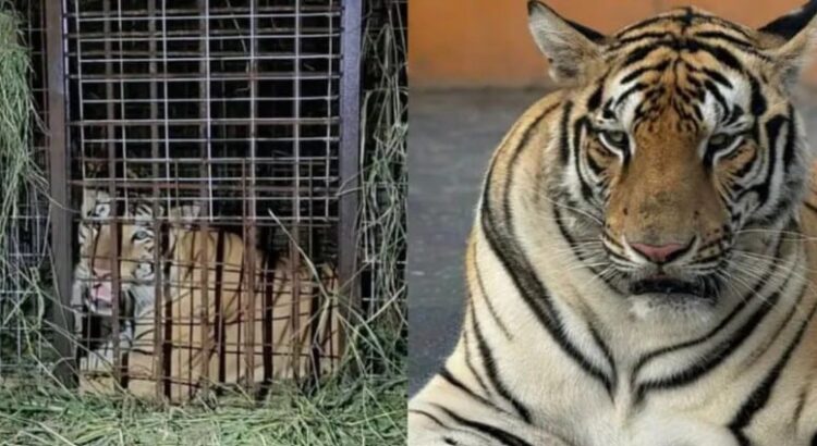 Después de 5 días por fin capturan un tigre siberiano que se escapó de un zoológico en Reynosa