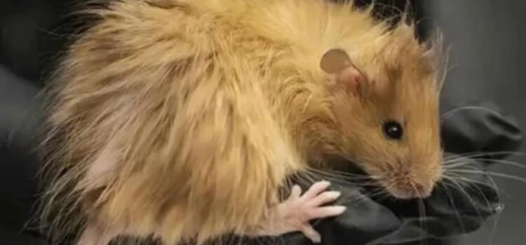 “Crean” ratones lanudos a partir de ADN de mamuts