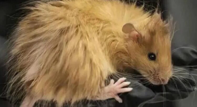 “Crean” ratones lanudos a partir de ADN de mamuts “Crean” ratones lanudos a partir de ADN de mamuts