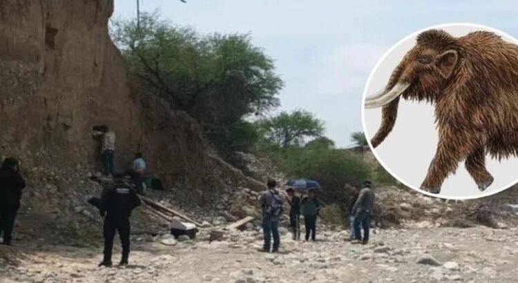 En el estado de Tamaulipas encontraron presuntos restos de Mamut