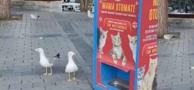 Gaviotas aprendieron a maullar para obtener comida