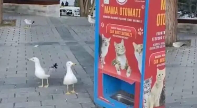 Gaviotas aprendieron a maullar para obtener comida Gaviotas aprendieron a maullar para obtener comida