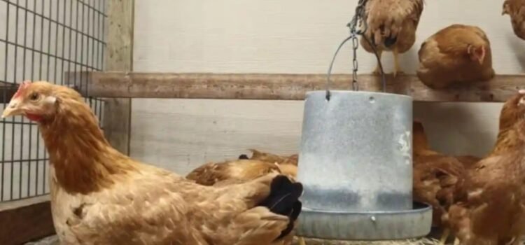 El nuevo negocio en Estados Unidos: rentar gallinas