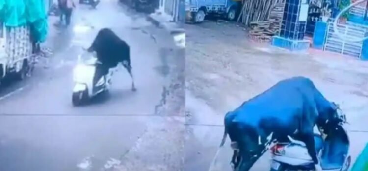 Toro “roba” una motoneta y se “da a la fuga”