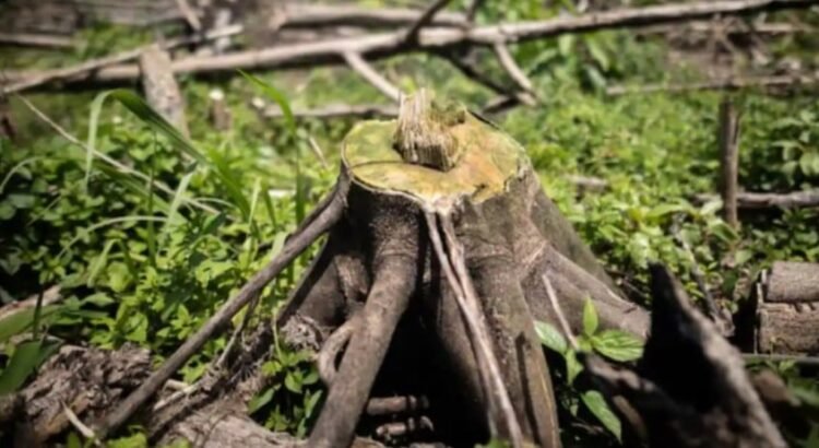 México entra al Top 10 de países con mayor pérdida de bosques en el mundo