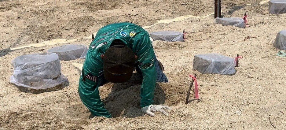 En el estado de Tamaulipas dan resguardo de huevos de tortuga lora en un 20%