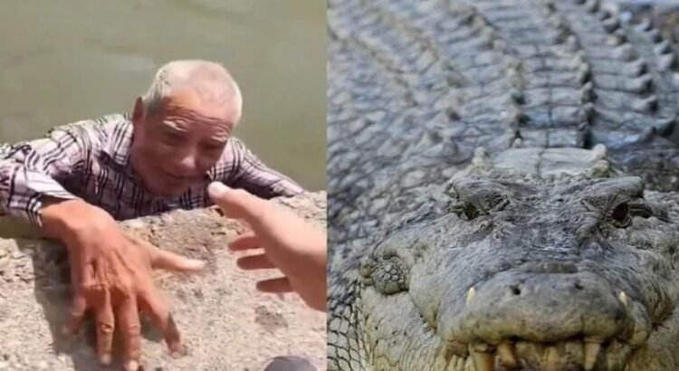 Un adulto mayor desaparecido en San Luis Potosí y lo encuentran en Tamaulipas nadando entre los cocodrilos