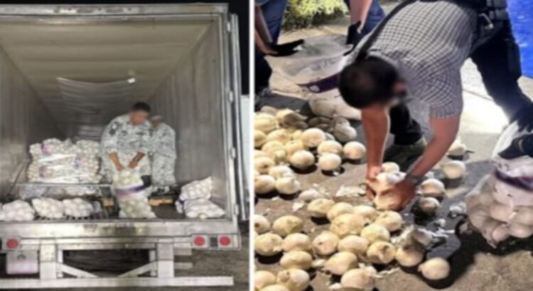En el estado de Tamaulipas aseguran más de media tonelada de metanfetamina oculta en tarimas con piedra