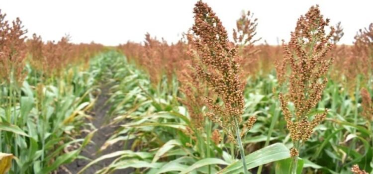 El estado de Tamaulipas gestiona una planta de biocombustible que garantizará precio justo al sorgo