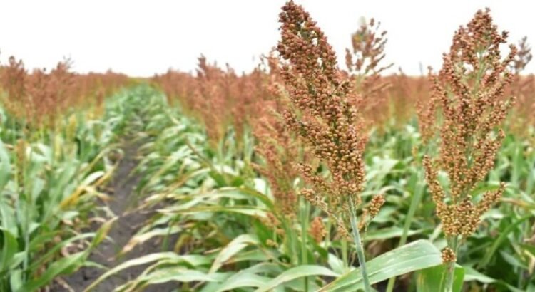 El estado de Tamaulipas gestiona una planta de biocombustible que garantizará precio justo al sorgo