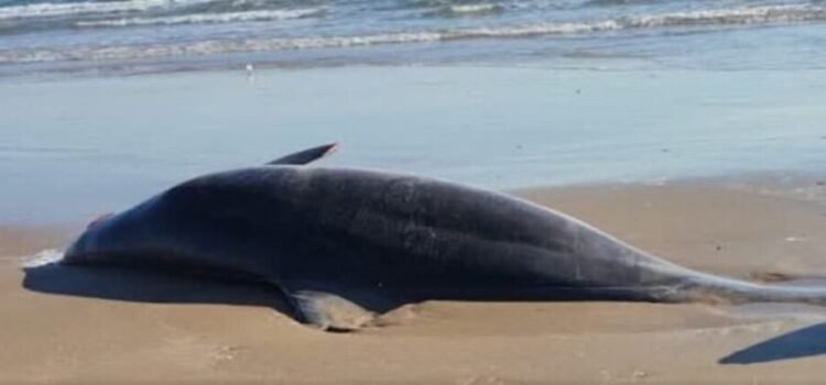 Se reportaron delfines muertos y la llegada de basura espacial a playa Bagdad de Tamaulipas