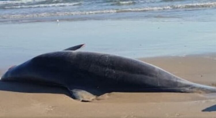 Se reportaron delfines muertos y la llegada de basura espacial a playa Bagdad de Tamaulipas