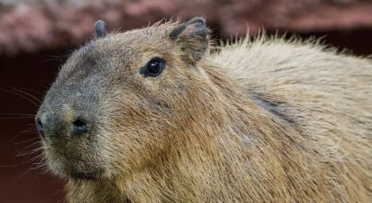 Muere un capibara durante su etapa de adaptación en zoológico de Tamaulipas