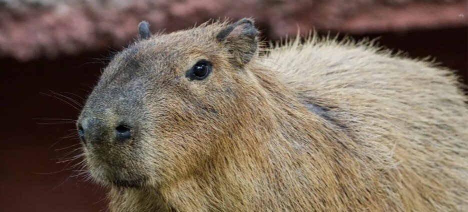 Muere un capibara durante su etapa de adaptación en zoológico de Tamaulipas