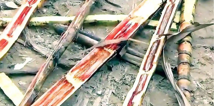 Reportan cañeros veracruzanos pérdidas severas por ataque de hongo Reportan cañeros veracruzanos pérdidas severas por ataque de hongo