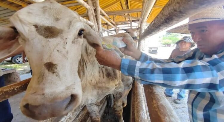 Se extiende la lucha contra el gusano barrenador en las colonias de Tamaulipas